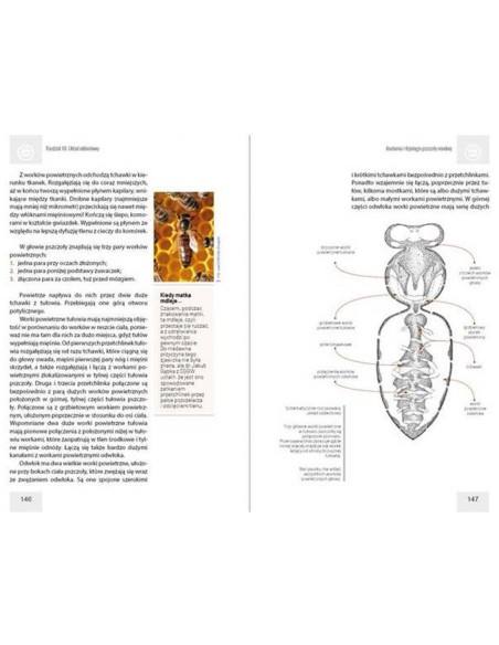 KSIĄŻKA - "ANATOMIA I FIZJOLOGIA PSZCZOŁY MIODNEJ" ~ MARTYNA WALEROWICZ, DR HAB. ANETA STRACHECKA