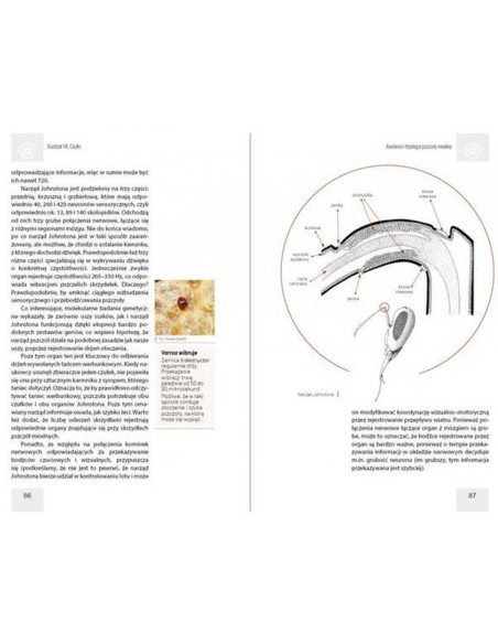 KSIĄŻKA - "ANATOMIA I FIZJOLOGIA PSZCZOŁY MIODNEJ" ~ MARTYNA WALEROWICZ, DR HAB. ANETA STRACHECKA