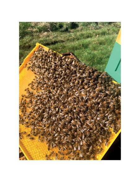 RAMKA WIELKOPOLSKA HOFFMANOWSKA, MONOLIT - KOMÓRKA 5.1, PLASTIKOWA