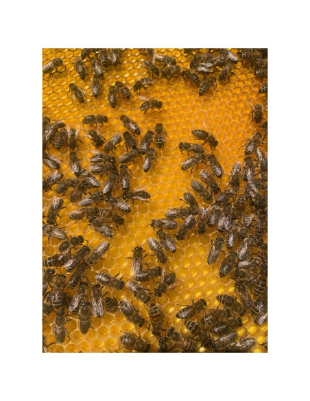 RAMKA WIELKOPOLSKA HOFFMANOWSKA, MONOLIT - KOMÓRKA 5.1, PLASTIKOWA