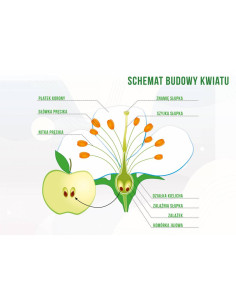 TABLICA EDUKACYJNA - "BUDOWA KWIATU" - XXL