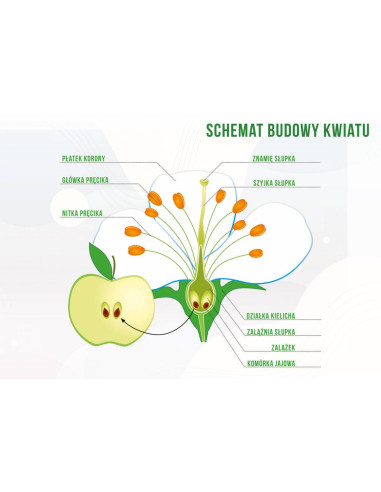 TABLICA EDUKACYJNA - "BUDOWA KWIATU" - XL