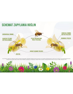 TABLICA EDUKACYJNA - "ZAPYLANIE ROŚLIN" - XXL