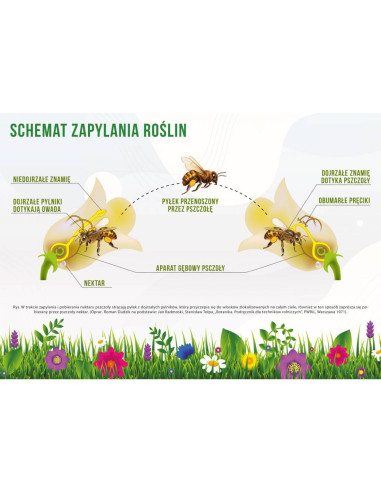 TABLICA EDUKACYJNA - "ZAPYLANIE ROŚLIN" - XXL