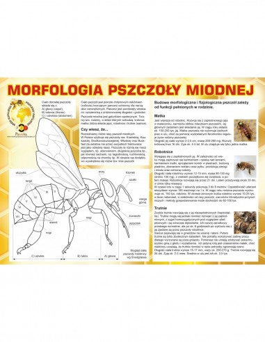 TABLICA EDUKACYJNA - MORFOLOGIA PSZCZOŁY...