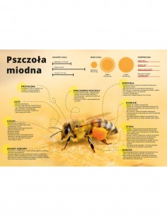 TABLICA EDUKACYJNA - PSZCZOŁA MIODNA - XXL