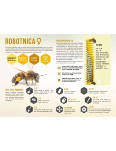 TABLICA EDUKACYJNA - ROBOTNICA - XXL