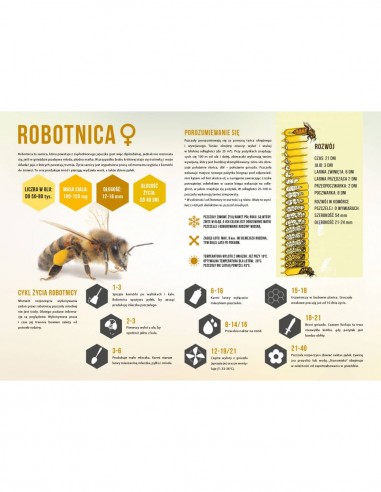 TABLICA EDUKACYJNA - ROBOTNICA - XL