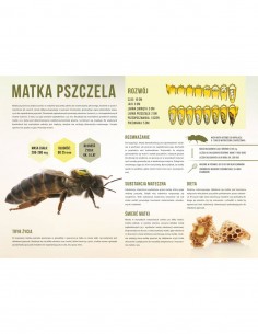 TABLICA EDUKACYJNA - MATKA PSZCZELA - XL