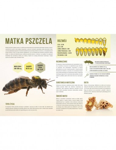 TABLICA EDUKACYJNA - MATKA PSZCZELA - XL