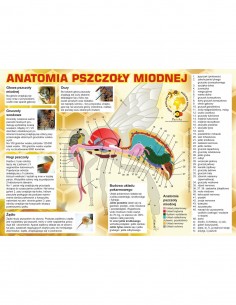 TABLICA EDUKACYJNA - "ANATOMIA PSZCZOŁY" - XXL