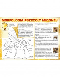TABLICA EDUKACYJNA - MORFOLOGIA PSZCZOŁY MIODNEJ - XL