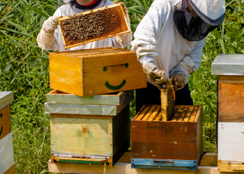 Ochrona pszczół - Dlaczego jest to tak ważne?