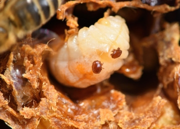 Leczenie Varroozy w Pszczelarstwie